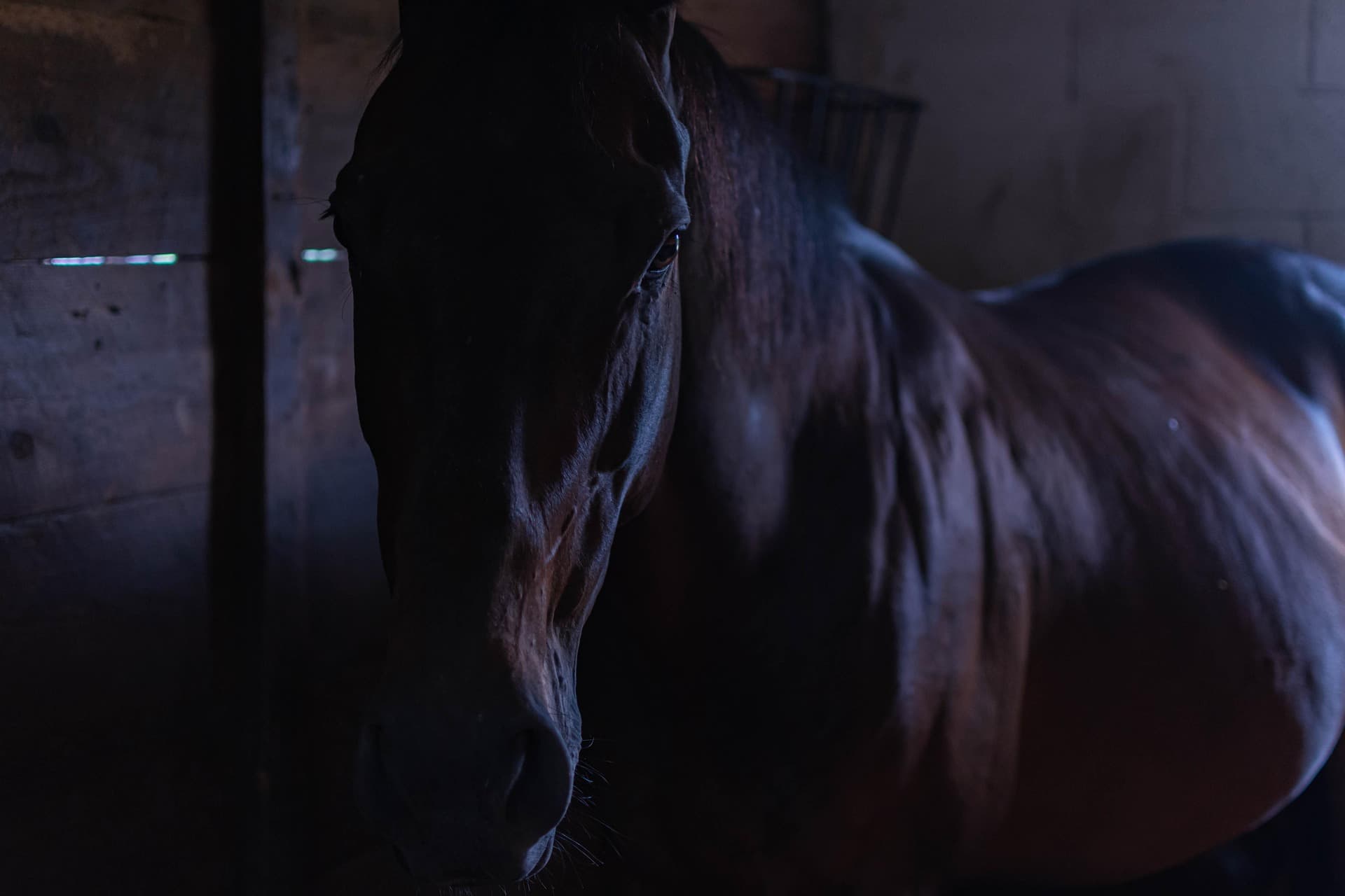 Horses at a barn